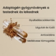 Kép 2/3 - Pranagarden Tulsi - Általános adaptogén gyógynövény kapszula 60 db
